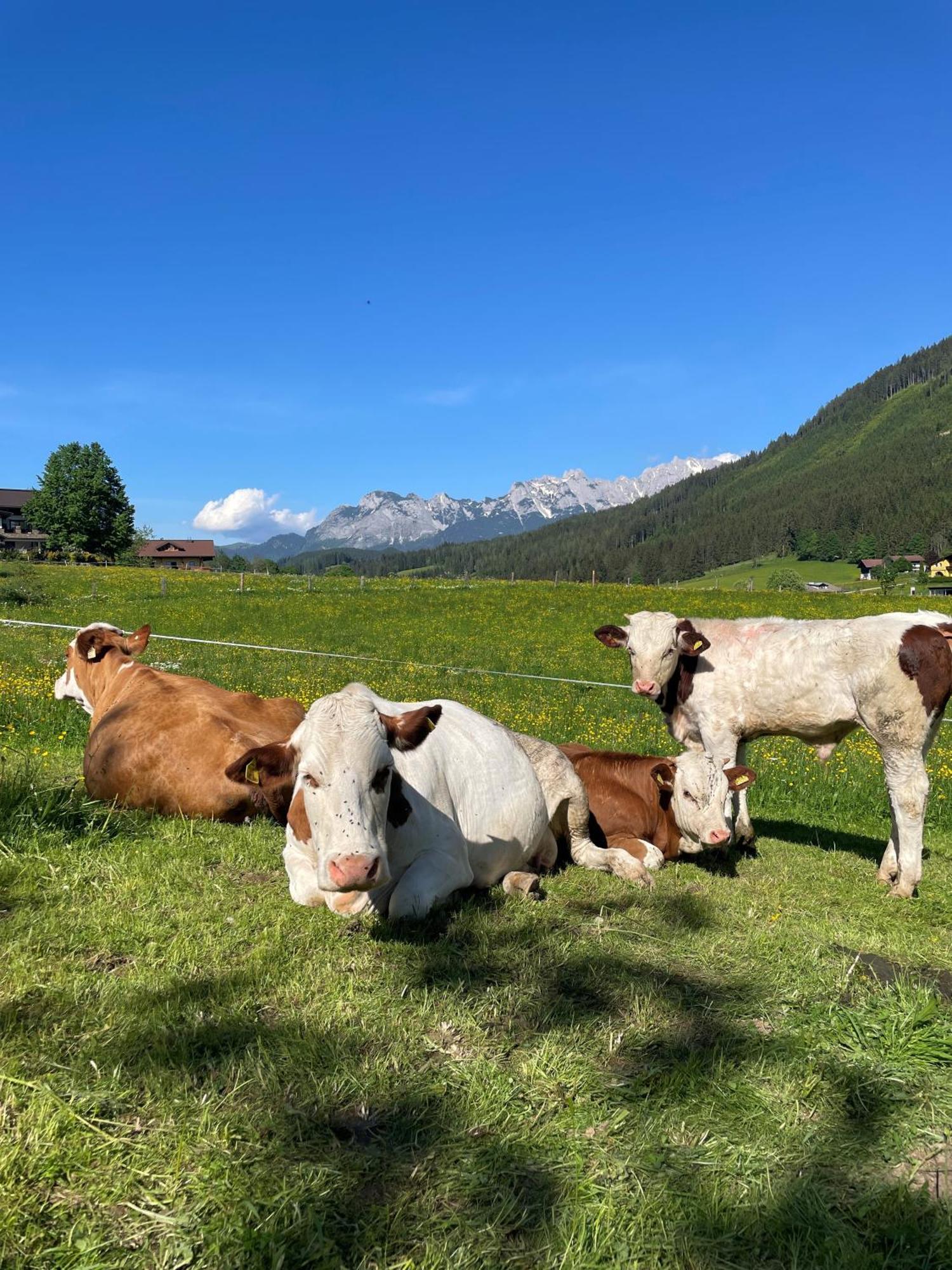 Wimmhof Daire Sankt Martin am Tennengebirge Dış mekan fotoğraf